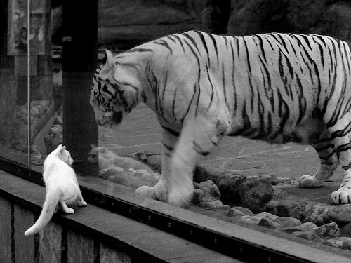 银色闪电的失速，红牛如何上演F1棋盘上的惊天将杀