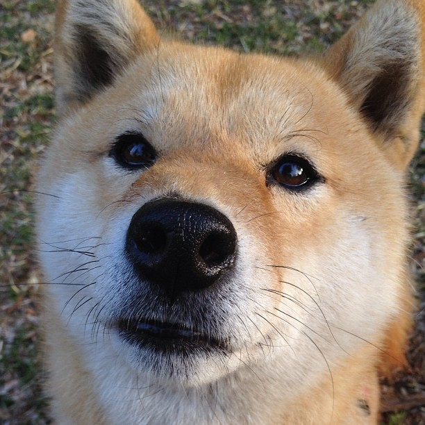 异乡人·中国心，辛杜扛鼎助中国羽毛球队险胜马来西亚