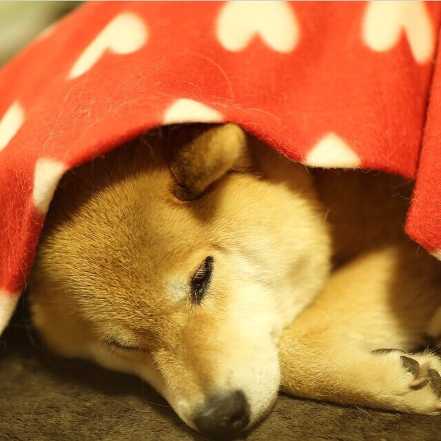 逆袭的暗流，红牛二队超越阿斯顿马丁，诺里斯独舞下的中场权力游戏