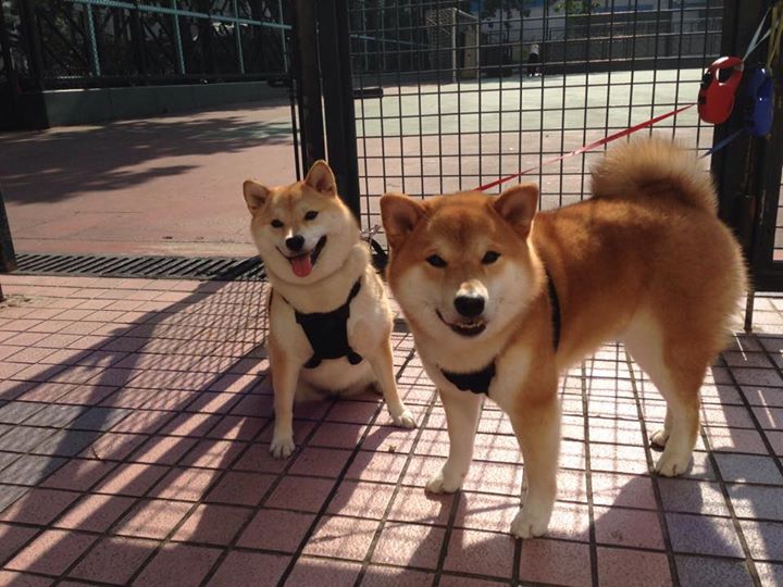 唯一英雄，波尔高光表现引领英格兰队险胜葡萄牙队