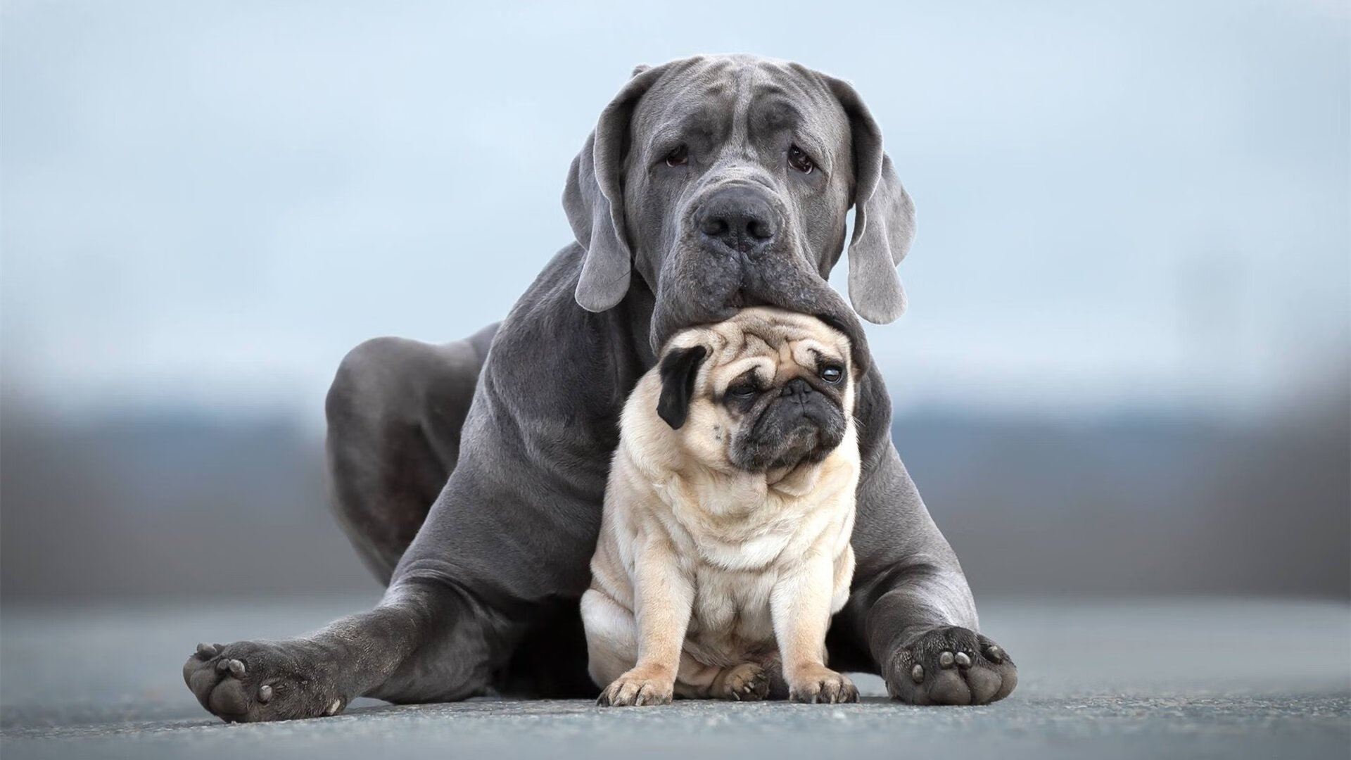 边界之外的竞技，当许昕身披德国战袍轻取日本队的多重隐喻