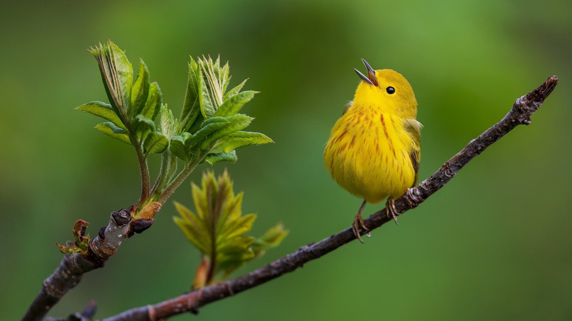 红土烈火淬炼王者心，当法网的耐心击败美网的速度，辛纳用状态证明唯一性