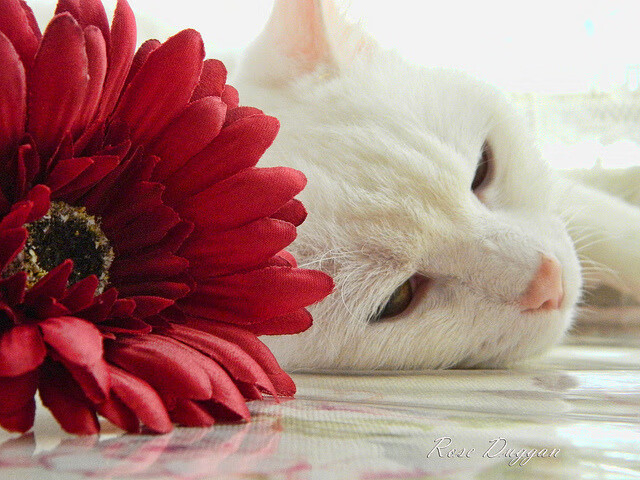 孤胆英雄与失落王朝，乔治高光时刻映照篮网王朝危机