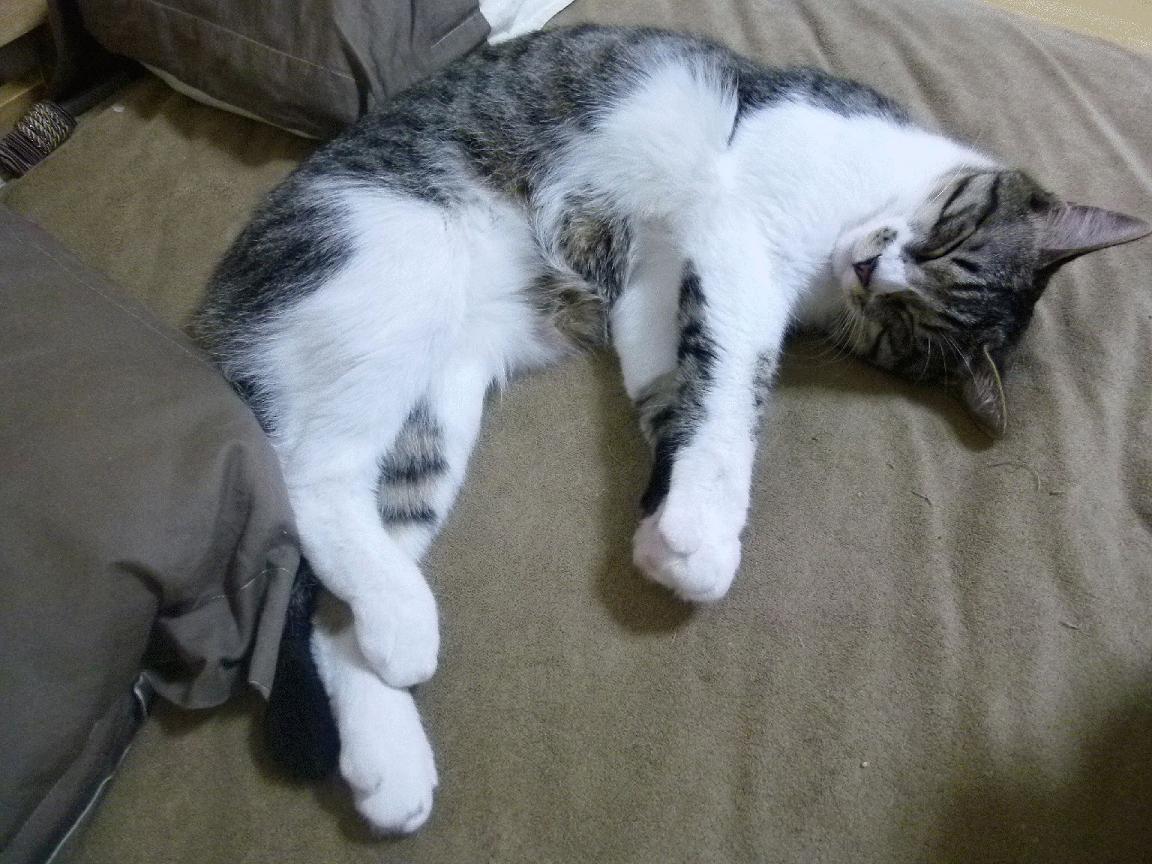 荣耀的雪峰与不屈的狮鹫，美加墨世界杯上的史诗对决