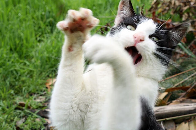 奥运前夜封神！劳塔罗独舞击碎铁壁，阿根廷暗夜擎光