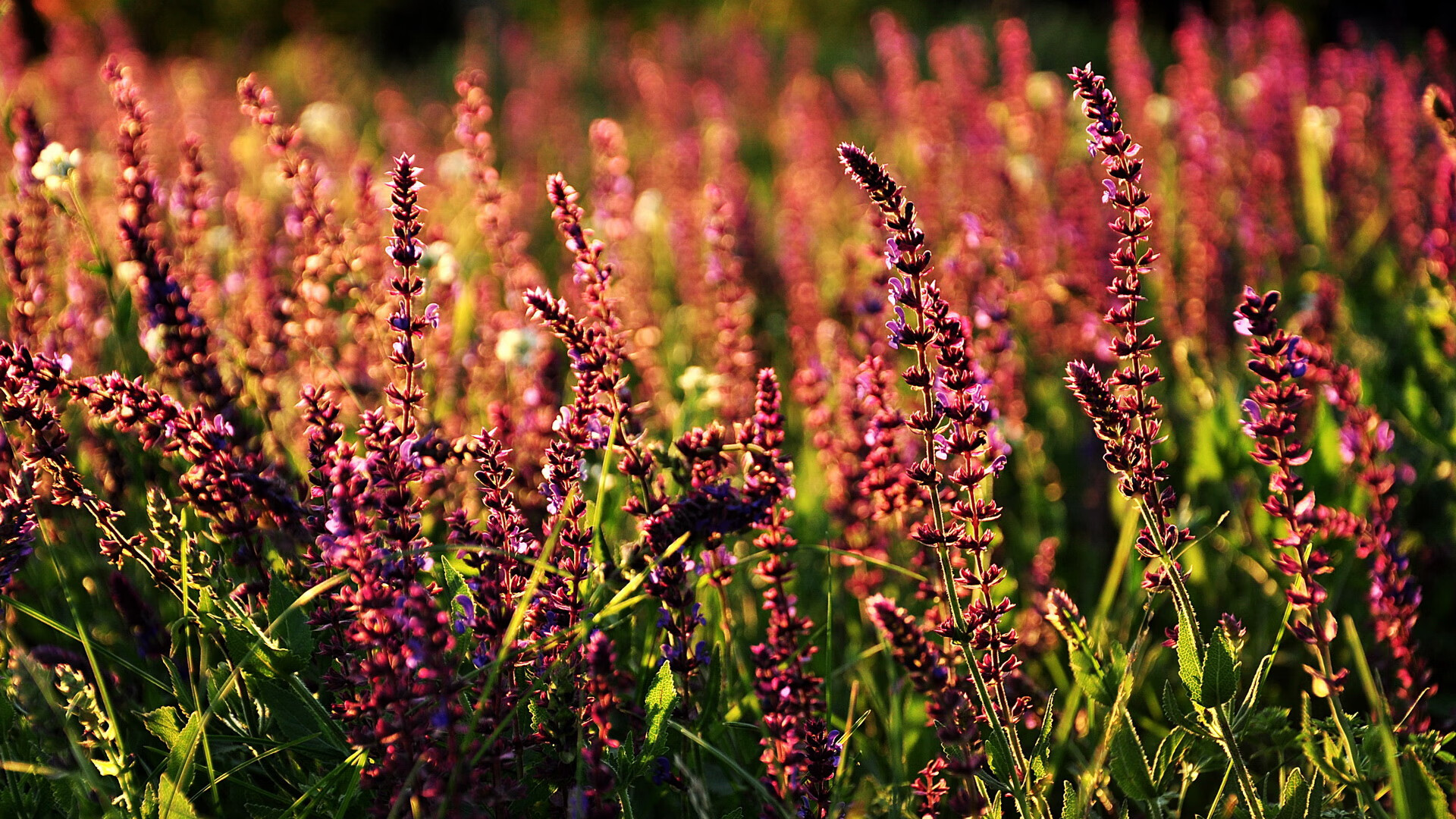 篮球唯一性时刻,浓眉焦点战正名,灰熊横扫吉林显霸气