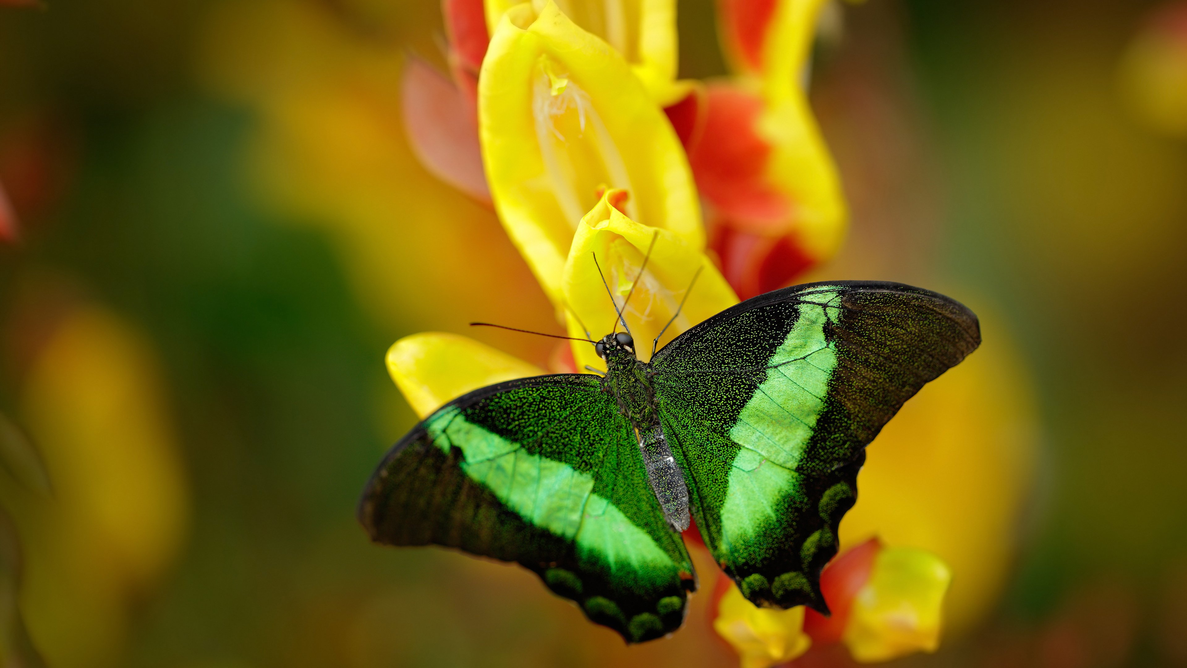 蓝桥铁闸 vs 紫百合风暴,当硬仗之王遭遇青春洪流