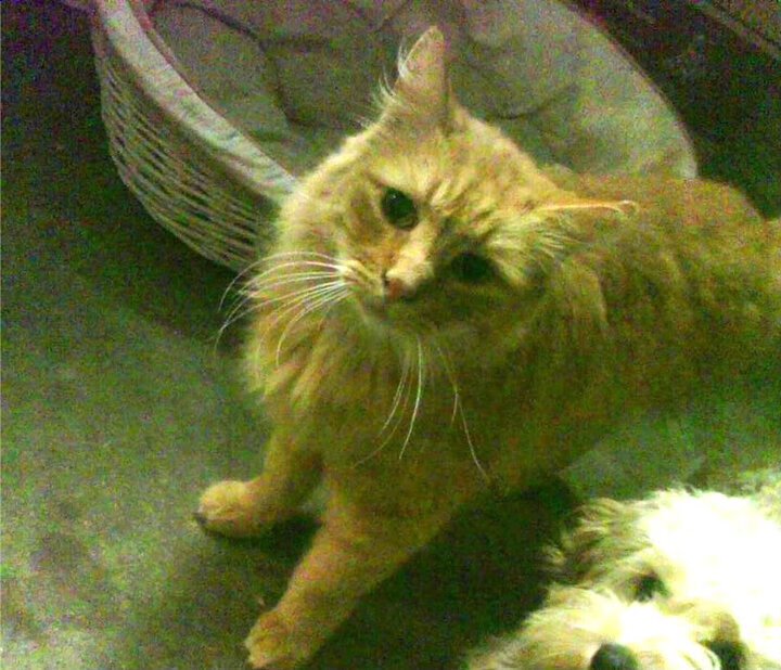 踏平贝蒂斯,阿克如何化身现代汉尼拔,率牙买加完成迦太基式复仇?