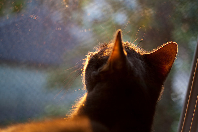 爱游戏在线-当恩比德空砍70分盛宴，独行侠用团队锋刃终结灰熊