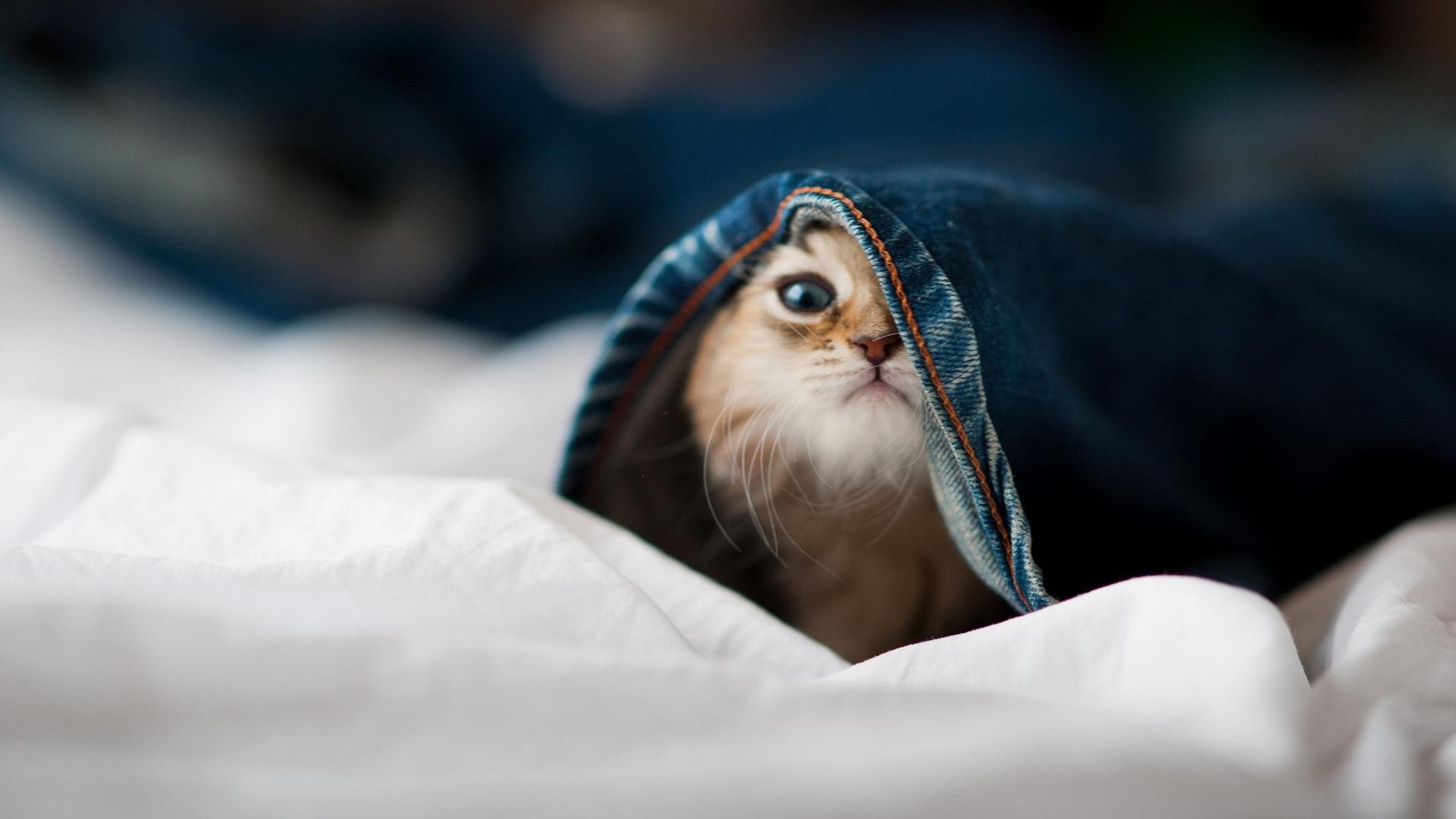 冰与火之歌，当C罗用数据冰封时间，牙买加以团队之火熔断瑞士精密齿轮