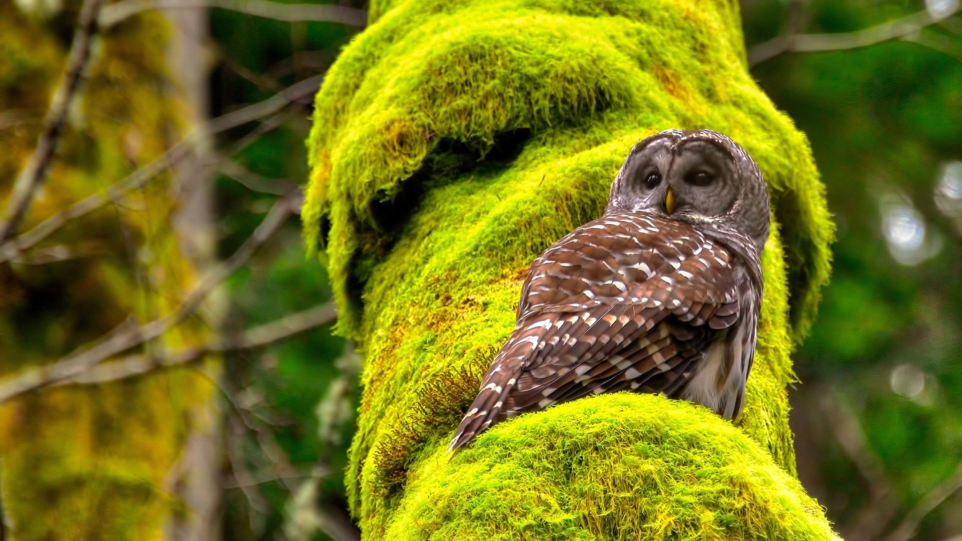 欧洲赛场上的唯一性，贝蒂斯完胜雷恩，贝林厄姆欧冠半决赛接管比赛