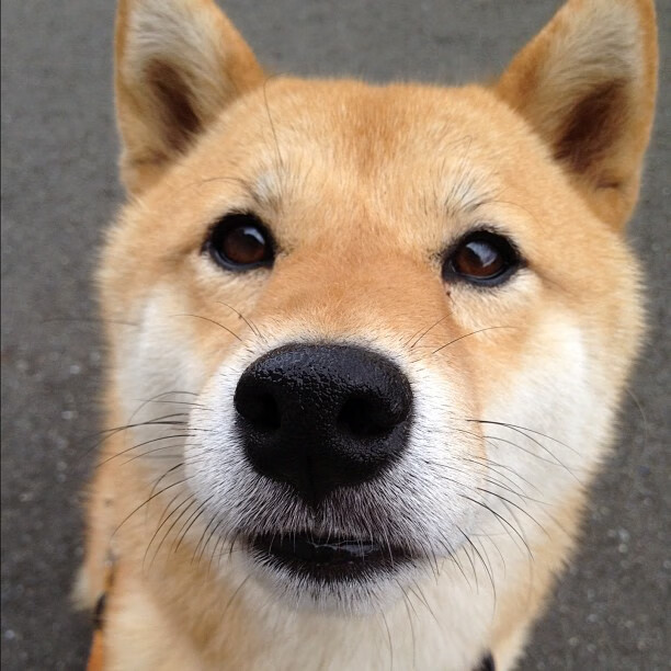 从友谊赛到欧冠之巅，戈麦斯如何以那不勒斯式压制征服世界