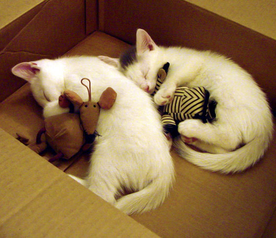 跨界统治力，当卡马文加将东决之夜变成个人攻防艺术展